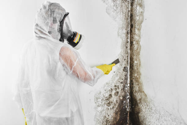 Best Commercial Mold Remediation in Butler, PA
