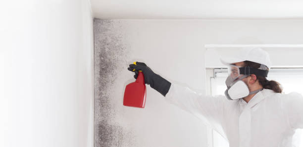 Best Kitchen Mold Remediation in Butler, PA