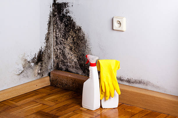 Best Industrial Mold Remediation in Butler, PA